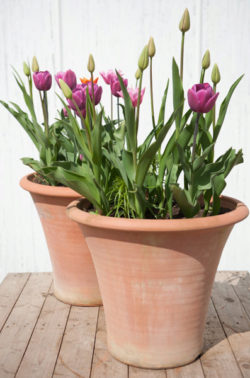 Terracotta Arc Pot small - 59 × 32cm